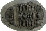 Insane, Spiny, Undescribed Scabrella Trilobite - Morocco #328620-3